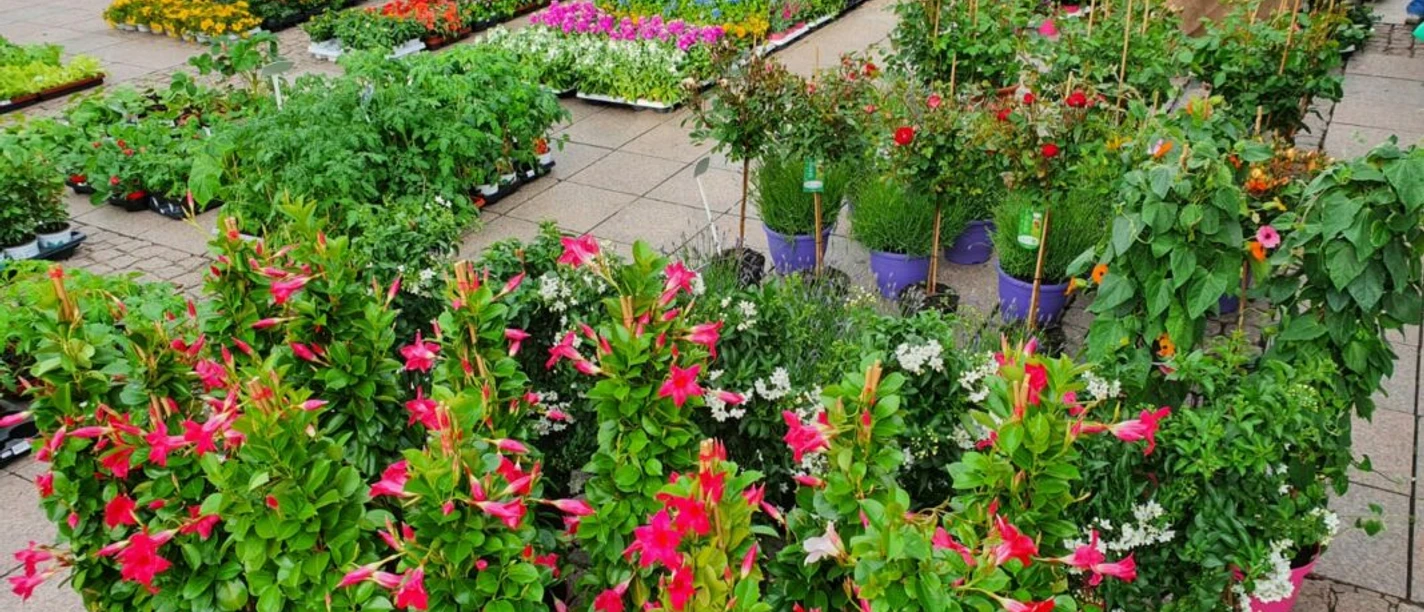 Geranienmarkt Aurich by Garten Eden Geranienmarkt Aurich by Garten Eden