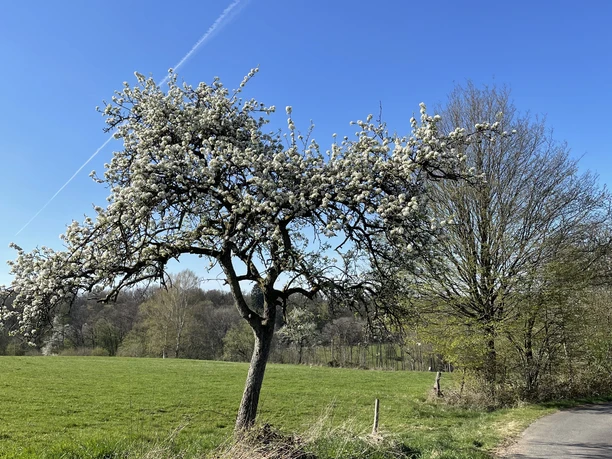 Radfahren in Nümbrecht Blühender Baum vor klarblauem Himmel, umgeben von grünem Feld und angrenzender schmaler Straße.