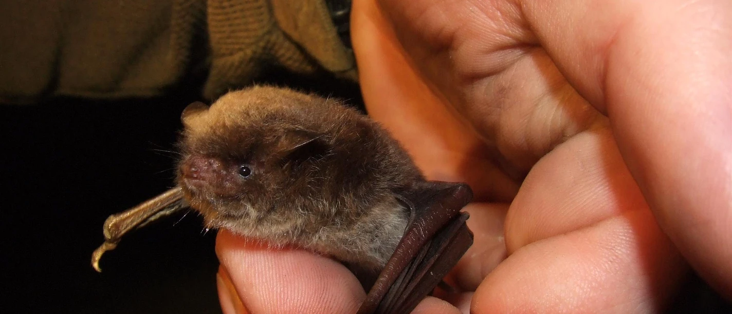 Eine Wasserfledermaus ruht in einer schützenden Hand. Deutlich sind ihre Flügel und Ohren erkennbar.