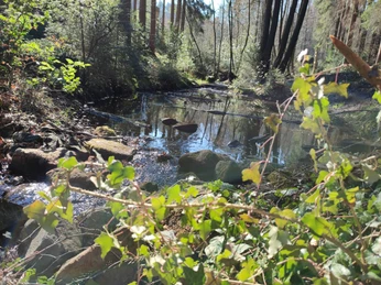 TI-Lage_Noke_Waldkurpark.jpg Bewaldeter Park mit kleinem Bach; von Sonnenstrahlen und Bäumen umgeben, lädt zum Verweilen ein.