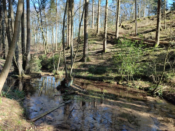 TI-Lage_Noke_Waldkurpark2.jpg Ein Bach schlängelt sich durch einen lichten Wald, flankiert von sanften Hügeln und Bäumen.