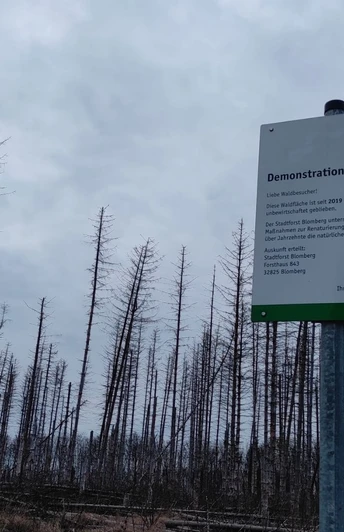 DemonstrationsflächeBlomberg_UteRadeck.jpg Ein Schild beschreibt eine Demonstrationsfläche mit kahlen, vertrockneten Baumstämmen im Hintergrund.