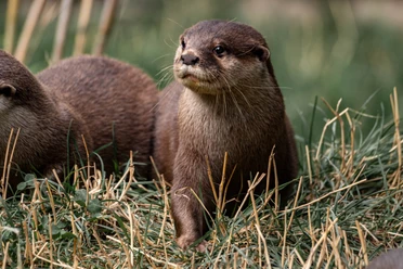 Otter steht im Gras, schaut aufmerksam nach vorne; natürliche Umgebung, grüne Pflanzen im Hintergrund.