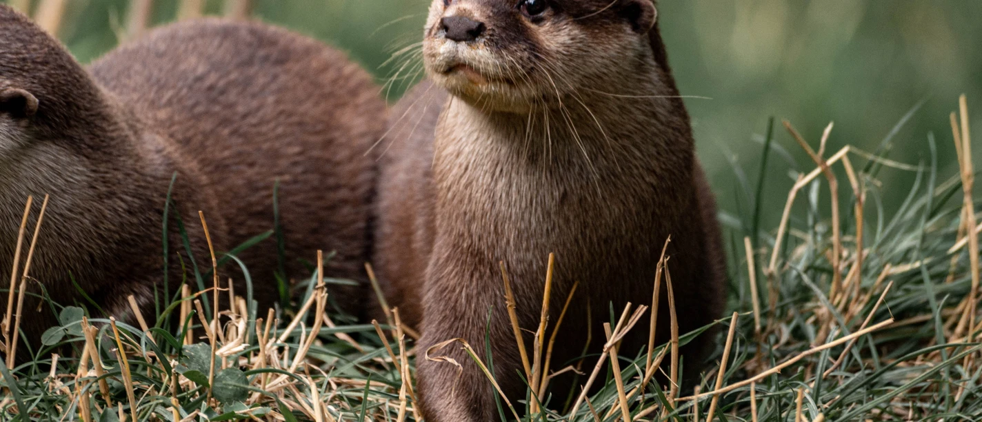 Otter steht im Gras, schaut aufmerksam nach vorne; natürliche Umgebung, grüne Pflanzen im Hintergrund.