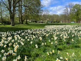 Frühlingsblüher im Kurpark Lüneburg Zahlreiche blühende Narzissen auf einer Wiese im Kurpark Lüneburg mit Bäumen im Hintergrund.