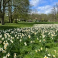 Frühlingsblüher im Kurpark Lüneburg Zahlreiche blühende Narzissen auf einer Wiese im Kurpark Lüneburg mit Bäumen im Hintergrund.