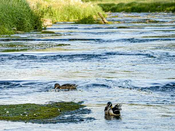 Enten auf der Sohlgleite.jpg