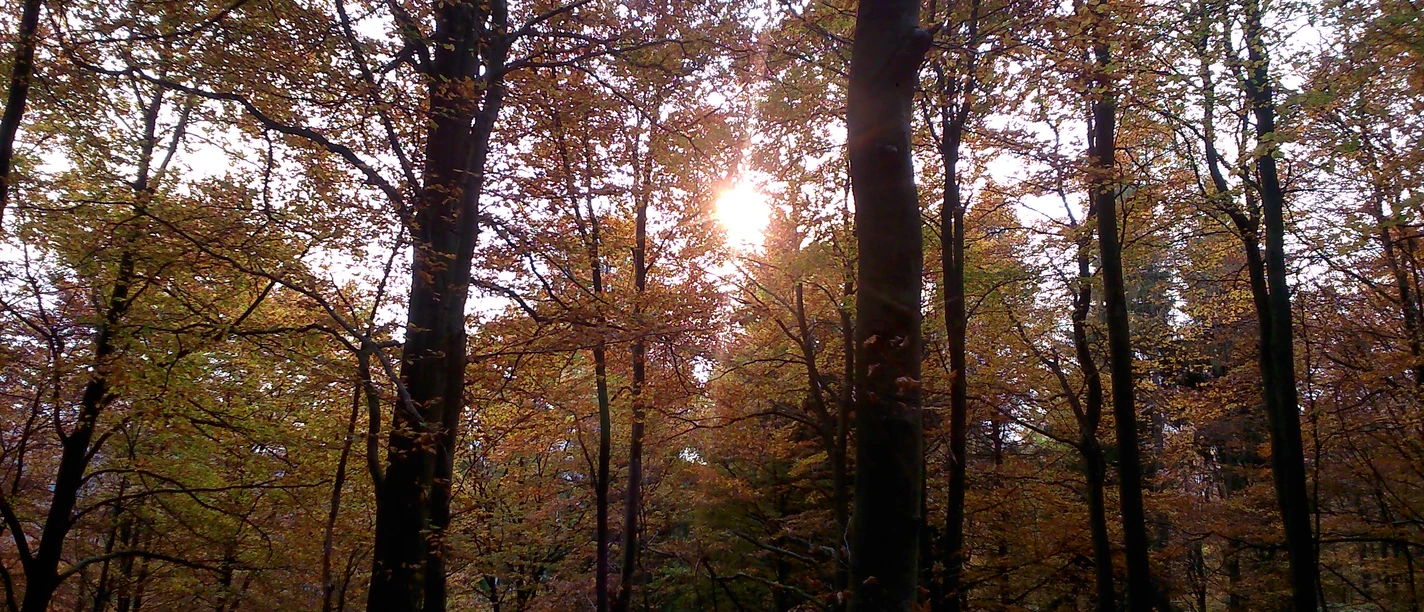 Herbstwald