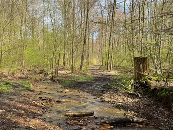 Am Osterbach Naturpark Reinhardswald