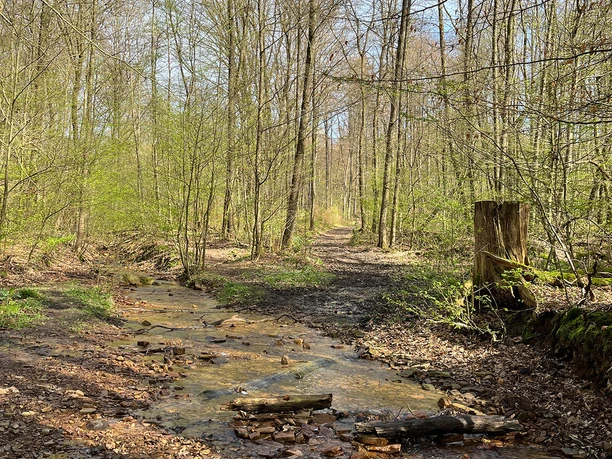 Am Osterbach Naturpark Reinhardswald
