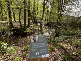 Infostele Waschbär Osterbach Naturpark Reinhardswald