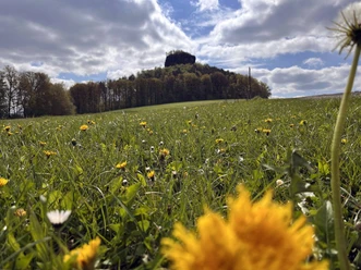 Grüne Wiese mit gelben Löwenzahnblüten im Vordergrund, bewaldeter Hügel im Hintergrund unter teils bewölktem Himmel.