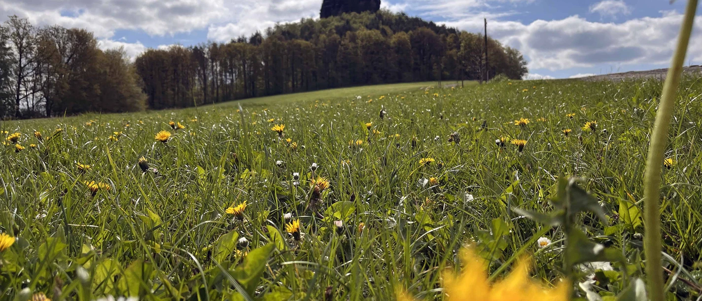 Blick auf den Zirkelstein Grüne Wiese mit gelben Löwenzahnblüten im Vordergrund, bewaldeter Hügel im Hintergrund unter teils bewölktem Himmel.