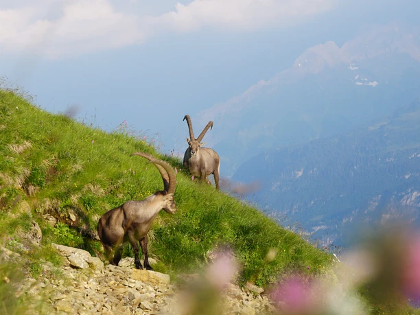 Bergbahnen Sörenberg_Luftseilbahn Brienzer Rothorn_Bild 4_Foto UNESCO Biosphäre Entlebuch.JPG