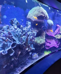 Rundaquarium Aquazoo