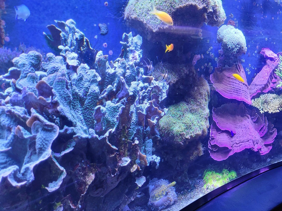 Rundaquarium Aquazoo