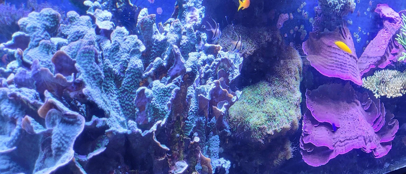 Rundaquarium Aquazoo