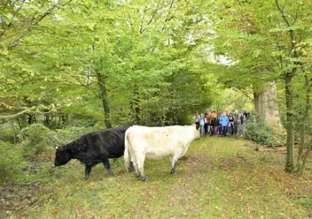 Hutewald ©Franz Frieling