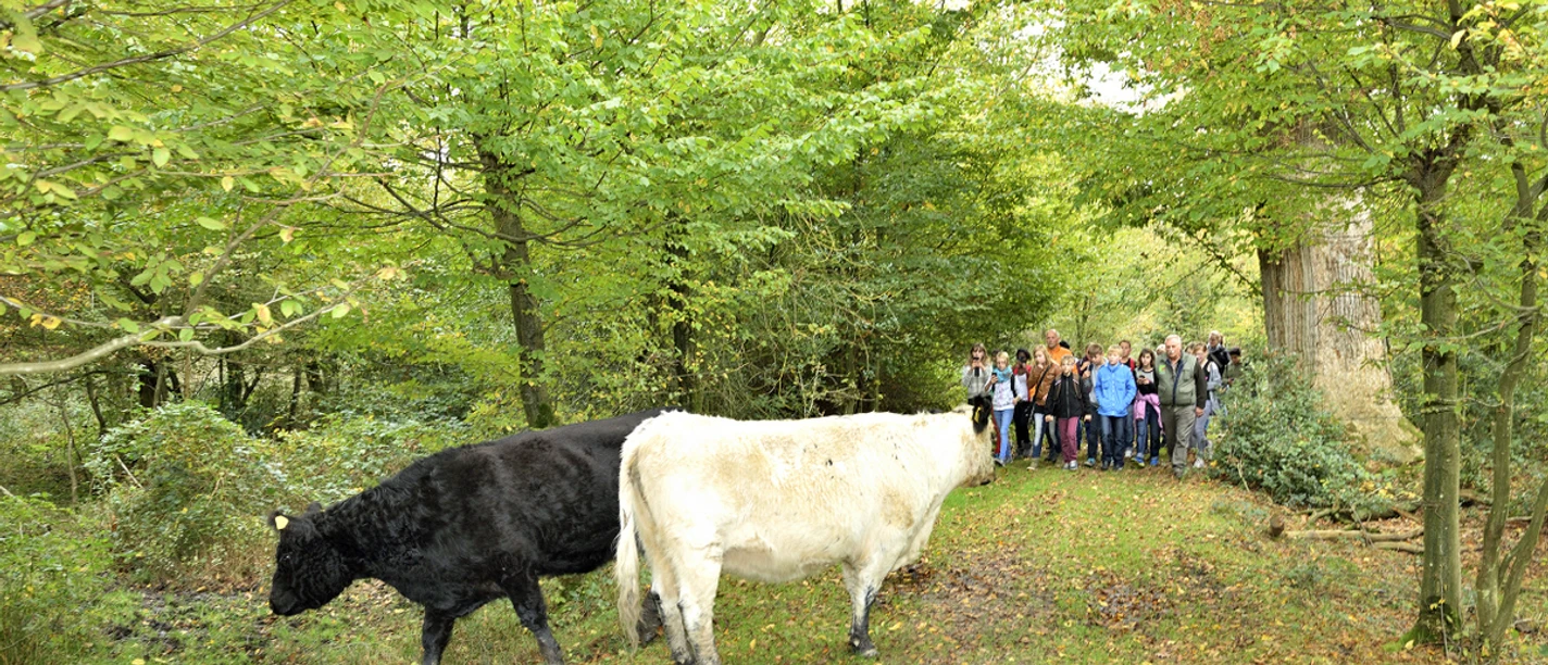 Hutewald ©Franz Frieling