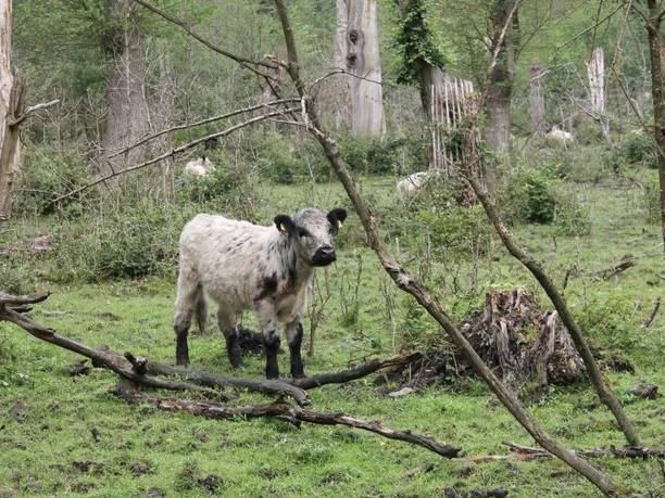 gallowayrind-laufend-im-hute-und-schneitelwald-bad-bentheim_klein