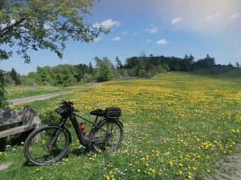 Bike auf Löwenzahnwiese