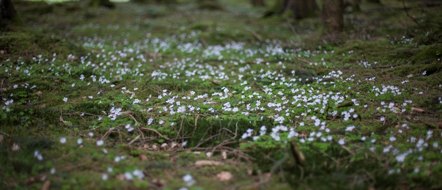 Mehr Waldblumen
