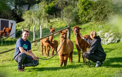 Dominik's kleine Alpakafarm Eine Gruppe von Alpakas steht auf einer grünen Wiese, betreut von zwei Personen.
