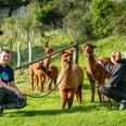 Dominik's kleine Alpakafarm Eine Gruppe von Alpakas steht auf einer grünen Wiese, betreut von zwei Personen.