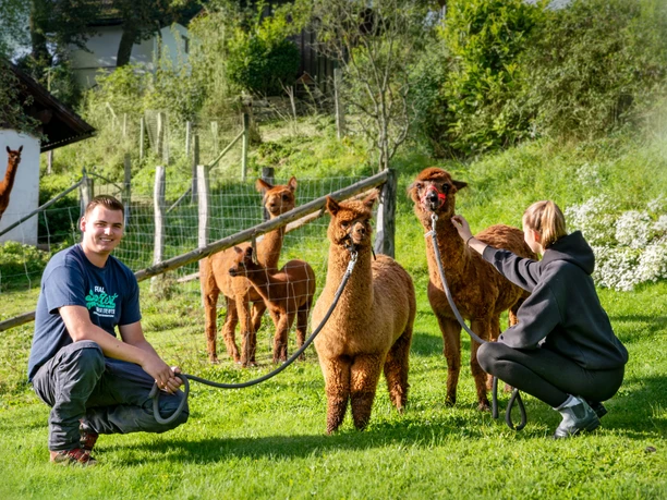 Dominik's kleine Alpakafarm Eine Gruppe von Alpakas steht auf einer grünen Wiese, betreut von zwei Personen.