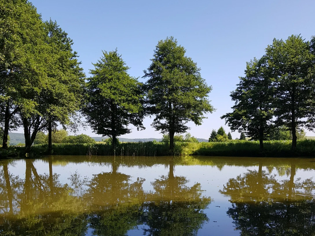 Bad Driburg Reelsen Kiebitzteich Kiebitzteich in Reelsen.