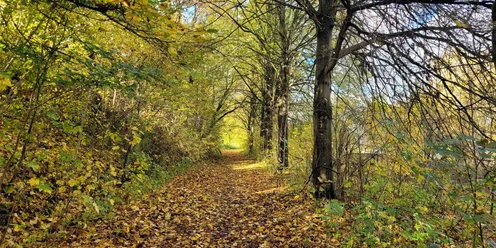 Bad-Driburg_Reelsen_Wanderweg-1.jpg Herbstlich gefärbter Wanderweg in einem Wald bei Bad Driburg, bedeckt mit buntem Laub, umgeben von Bäumen.