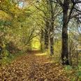 Bad-Driburg_Reelsen_Wanderweg-1.jpg Herbstlich gefärbter Wanderweg in einem Wald bei Bad Driburg, bedeckt mit buntem Laub, umgeben von Bäumen.