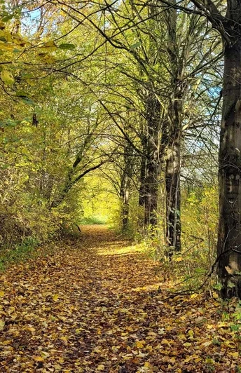 Bad-Driburg_Reelsen_Wanderweg-1.jpg Herbstlich gefärbter Wanderweg in einem Wald bei Bad Driburg, bedeckt mit buntem Laub, umgeben von Bäumen.