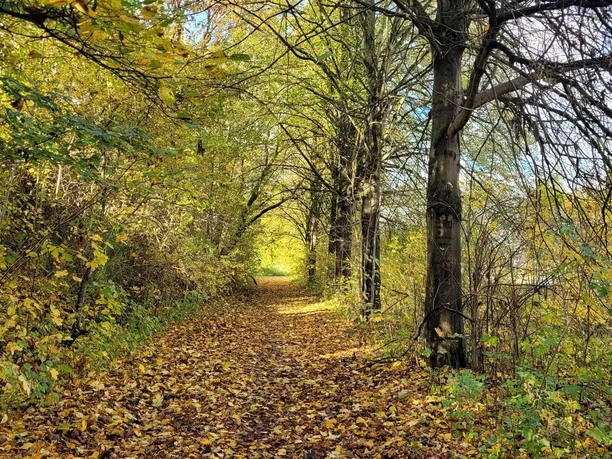 Bad-Driburg_Reelsen_Wanderweg-1.jpg Herbstlich gefärbter Wanderweg in einem Wald bei Bad Driburg, bedeckt mit buntem Laub, umgeben von Bäumen.