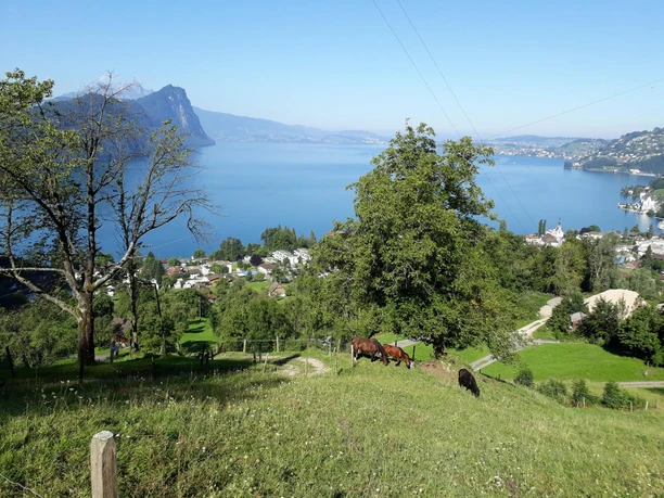 Buholz horse farm Buholz horse farm