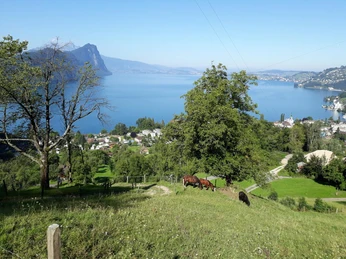 Ferme équestre Buholz Pferdehof BuholzBuholz horse farmFerme équestre Buholz