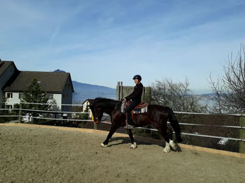 Ferme équestre Buholz Pferdehof BuholzBuholz horse farmFerme équestre Buholz