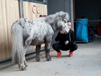 Buholz horse farm Pferdehof BuholzBuholz horse farmFerme équestre Buholz