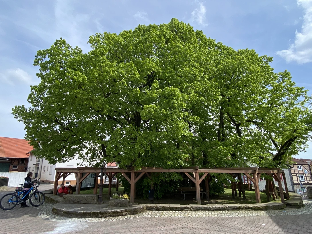 1200-jährige Linde Schenklengsfeld