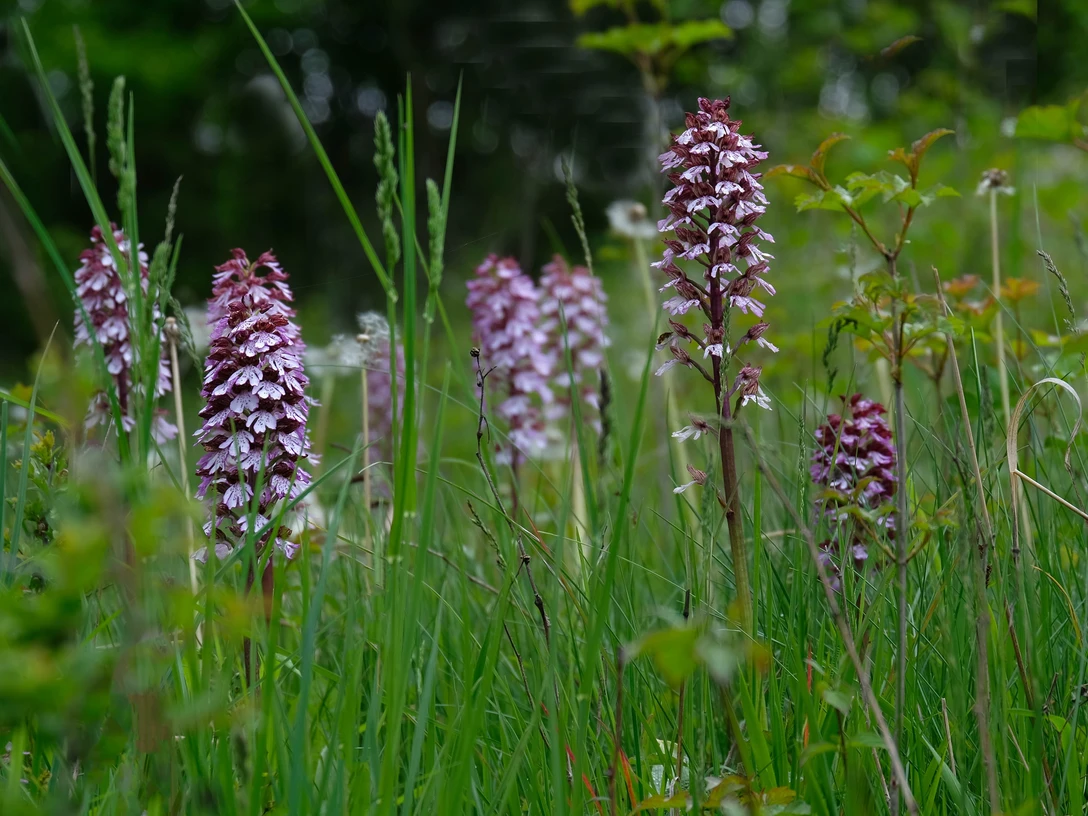 Orchideen im Diemeltal