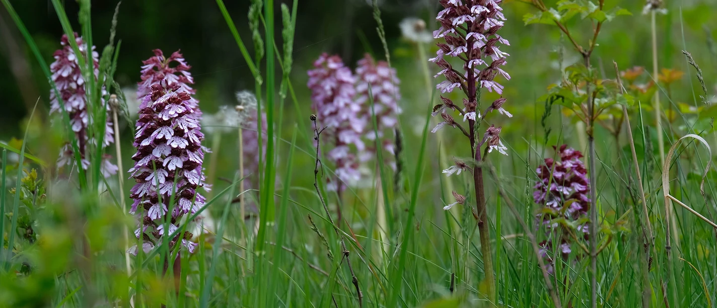 Orchideen im Diemeltal