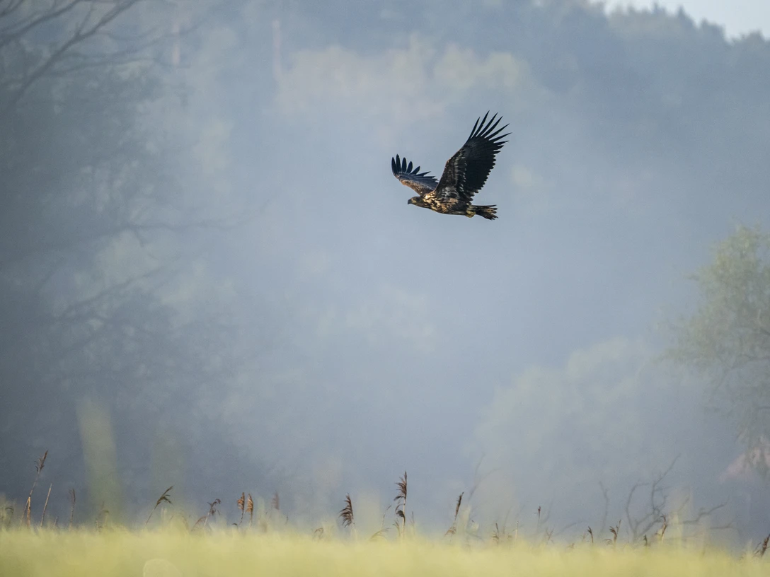 Seeadler in Amt Neuhaus in der Elbtalaue Seeadler in Amt Neuhaus in der Elbtalaue