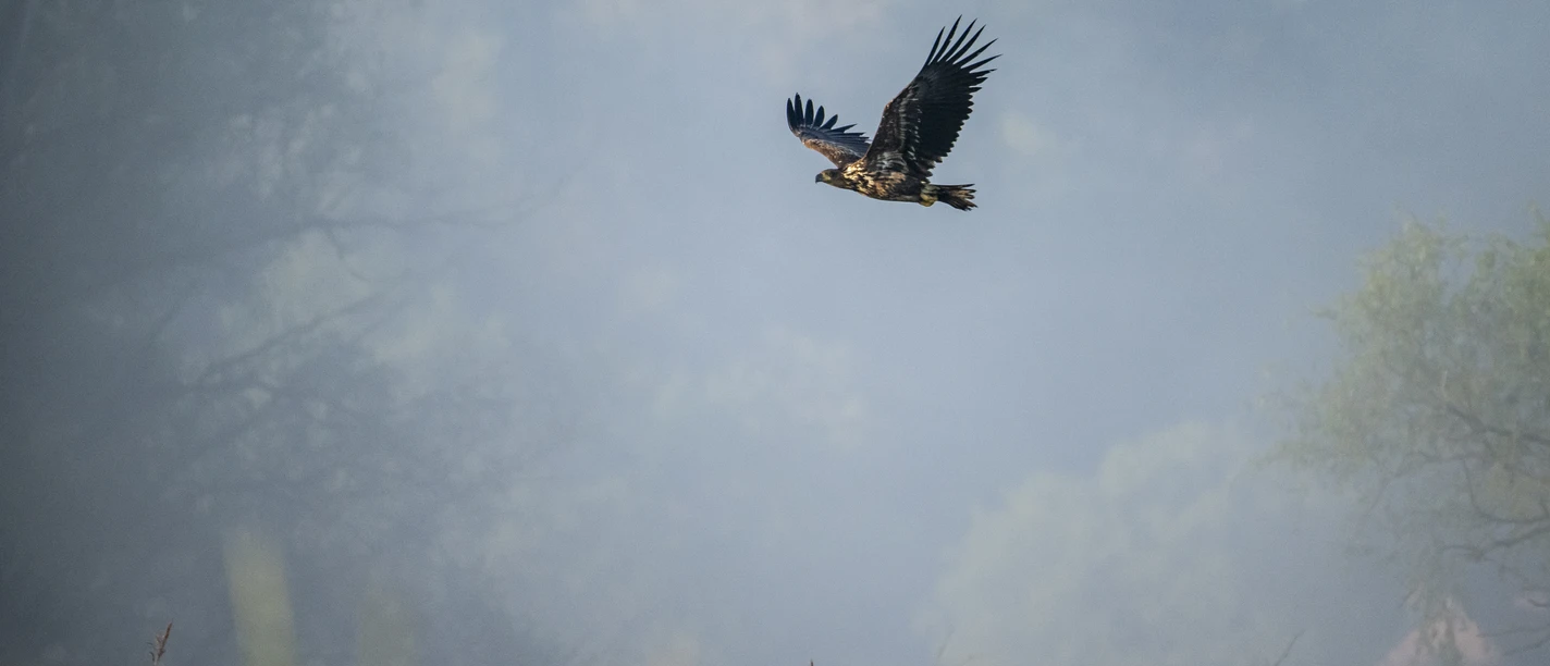Seeadler in Amt Neuhaus in der Elbtalaue Seeadler in Amt Neuhaus in der Elbtalaue