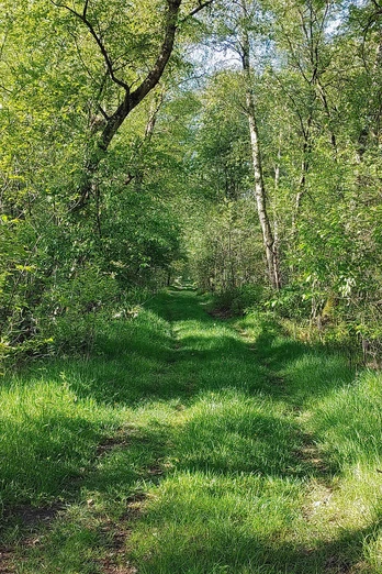 Bräutigamsweg Sassenburg.jpg