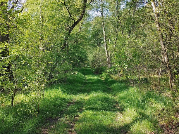 Bräutigamsweg Sassenburg.jpg