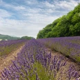 Weite Lavendelfelder unter blauem Himmel, begrenzt von üppig grünen Wäldern im Hintergrund.