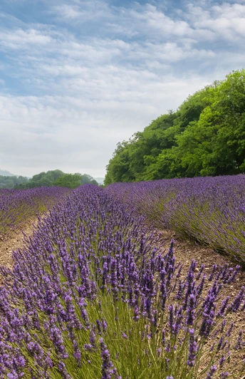Weite Lavendelfelder unter blauem Himmel, begrenzt von üppig grünen Wäldern im Hintergrund.