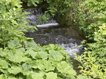 Bach mit Huflattich und anderen Pflanzen Bach mit Huflattich und anderen Pflanzen