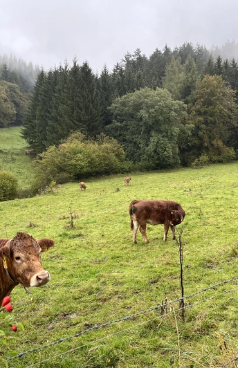 Kühe auf einer Weide am Wanderweg Kühe auf einer Weide am Wanderweg
