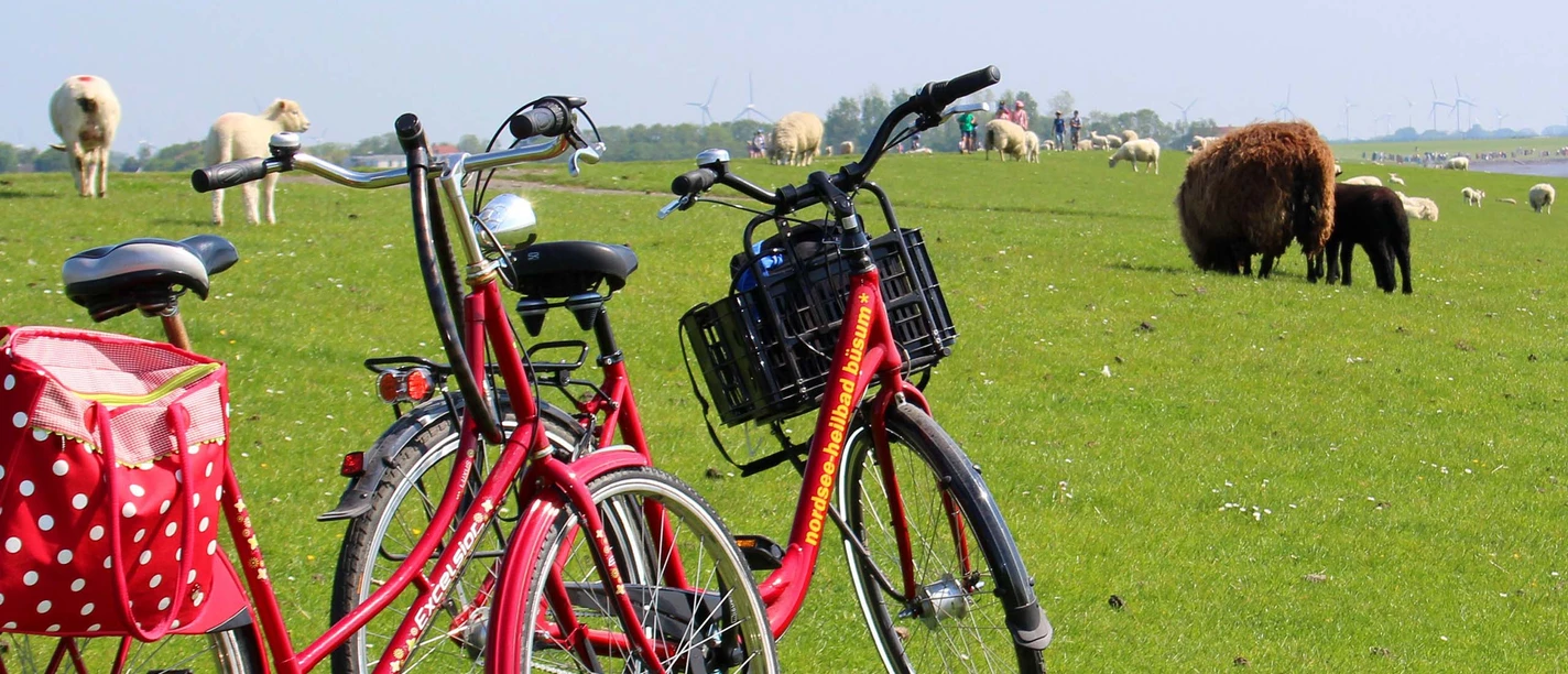240510-pwa-1Kachel-Deich Fahrrad Schafe.jpg